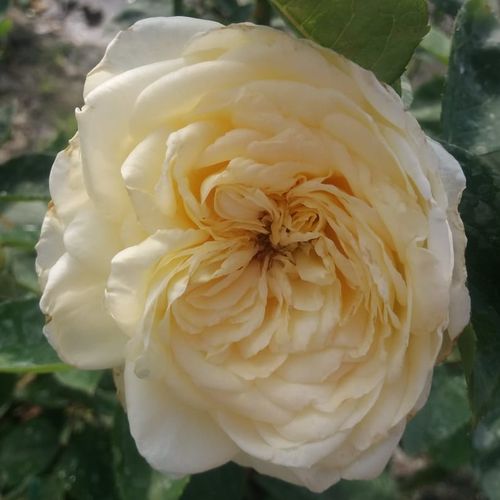 Rosa Erény - bianco - rose ibridi di tea